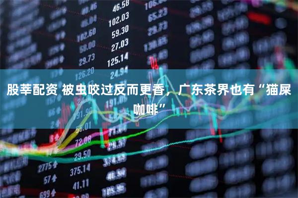 股莘配资 被虫咬过反而更香,广东茶界也有“猫屎咖啡”